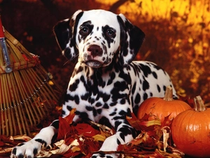 Leaf, Dalmatian, pumpkin