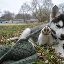 Leaf, grass, Puppy, pud