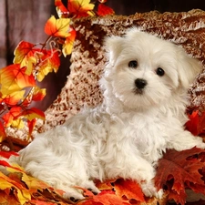 Puppy, Leaf, Bichon frise