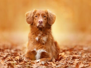 Retriever Nova Scotia, Leaf