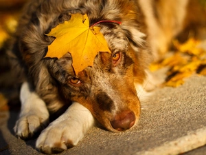 leaf, Autumn, sad, doggy