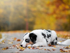Australian Shepherd, lane, Leaf, Australian Shepherd