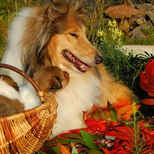 Leaf, Scottish shepherds, Autumn