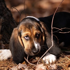 stick, Leaf, basset