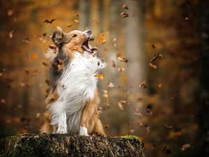 dog, Leaf, trunk, shetland Sheepdog