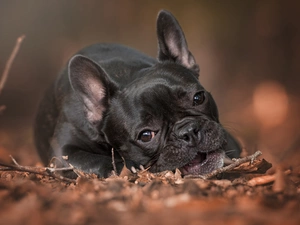 Twigs, French Bulldog, Leaf