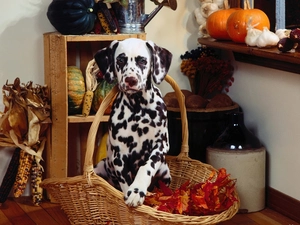 basket, Dalmatian, corn, Leaf, pumpkin, wicker
