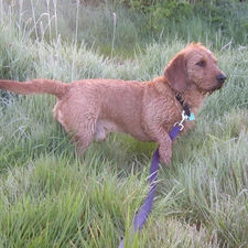 Leash, Basset Fauve de Bretagne