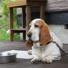 Leash, bowl, dog, terrace