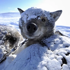 dog, Leash, snowy