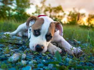 doggy, Stones, Amstaff, Leash