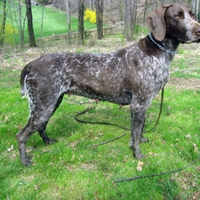 Leash, German Shorthaired Pointer
