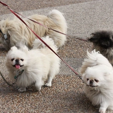 pekingese, leashes, four