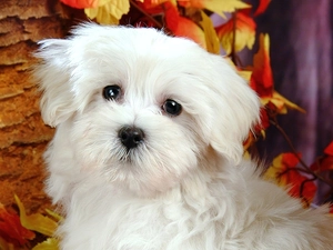 leaves, White, Bichon