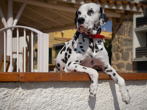 ledge, dog, Dalmatian