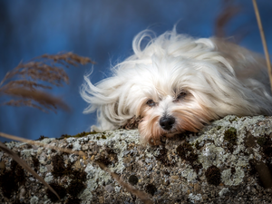 ledge, dog, Havanese