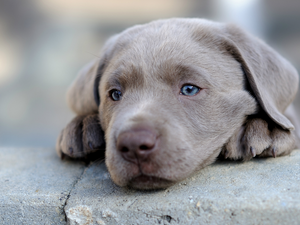 Eyes, ledge, Weimaraner, sad, dog