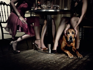 Table, legs, Bloodhound
