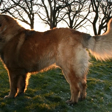 Leonberger, adult