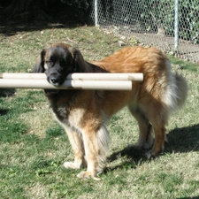 Leonberger, apport