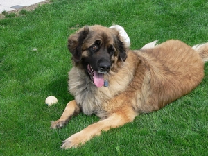 Leonberger, the ball