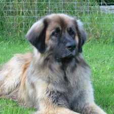 Leonberger, beautiful