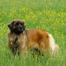 Leonberger, Big