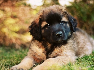 Leonberger, Brown, dog