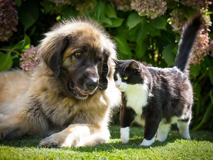 hydrangea, Leonberger, dog, Garden, kitten