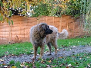 Leonberger, fence