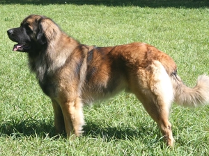 Leonberger, grass