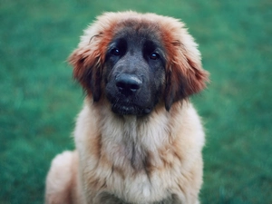 Leonberger, dog, muzzle