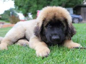 Leonberger Puppy