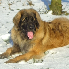 Leonberger