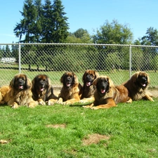 Leonberger?w, six