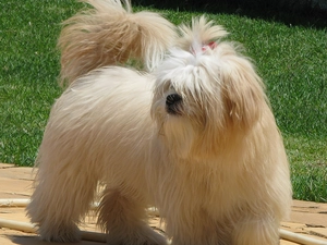 Lhasa Apso