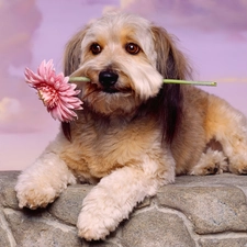 Lhasa Apso, dog, Pink, Gerbera