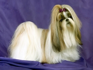 Lhasa Apso, pony