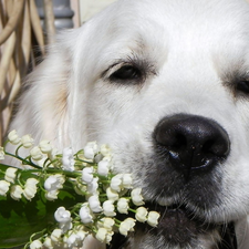 dog, lilies, White