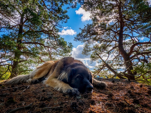 viewes, litter, Leonberger, trees, dog
