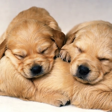 Labrador Retriever, Puppies, Three, little doggies