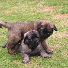 little doggies, Leonbergery, Two cars