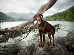 Lod on the beach, Doberman, water, Stones, dog, landscape, Mountains