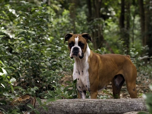 boxer, forest, Bush, log