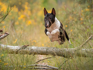 trunk, log, Bulterier, jump, dog