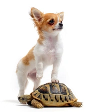 long-haired Chihuahua, turtle