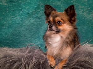 Long-haired Chihuahua