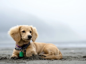 dog-collar, dachshund, Longhaired