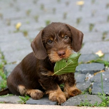 The look, Puppy, honeyed, Wirehaired Dachshund, doggy