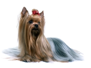 honeyed, red hot, Loop, Australian Silky Terrier